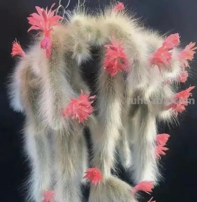 辽宁一90后姐姐,一盆多肉养了十多年,越长越怪,家人见了都害怕 - 今日头条 辽宁一90后姐姐,一盆多肉养了十多年,越长越怪,家人见了都害怕 - 图画吧TUHUABA
