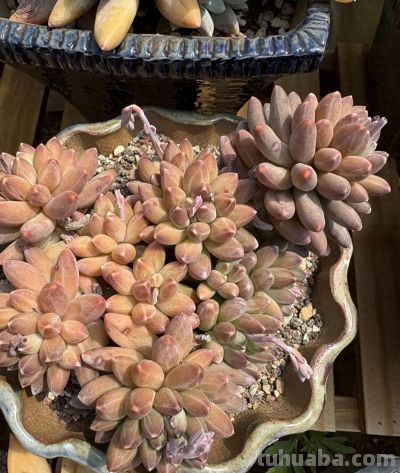 新手种多肉，“颗粒，泥炭”怎么选？都有哪些好处和弊端？ - 今日头条