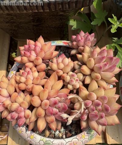 新手种多肉,“颗粒,泥炭”怎么选?都有哪些好处和弊端? - 今日头条 新手种多肉,“颗粒,泥炭”怎么选?都有哪些好处和弊端? - 图画吧TUHUABA