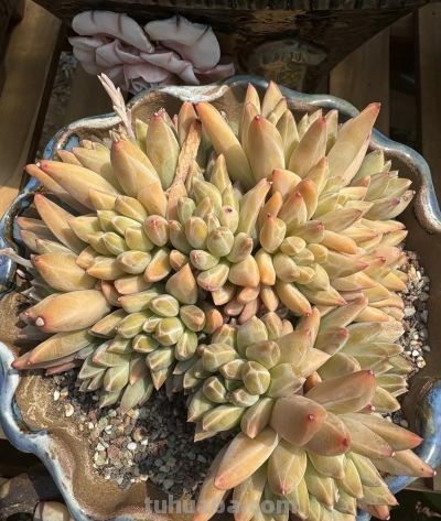 新手种多肉,“颗粒,泥炭”怎么选?都有哪些好处和弊端? - 今日头条 新手种多肉,“颗粒,泥炭”怎么选?都有哪些好处和弊端? - 图画吧TUHUABA