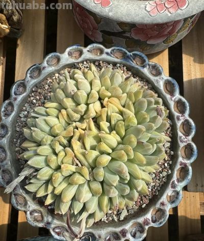 新手种多肉,“颗粒,泥炭”怎么选?都有哪些好处和弊端? - 今日头条 新手种多肉,“颗粒,泥炭”怎么选?都有哪些好处和弊端? - 图画吧TUHUABA