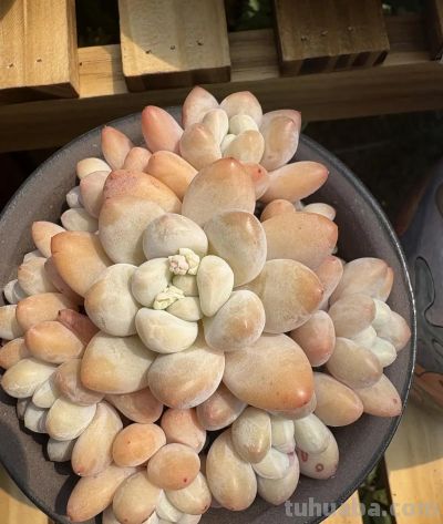 新手种多肉,“颗粒,泥炭”怎么选?都有哪些好处和弊端? - 今日头条 新手种多肉,“颗粒,泥炭”怎么选?都有哪些好处和弊端? - 图画吧TUHUABA