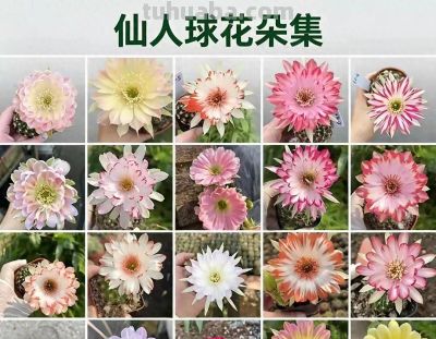 养仙人球的都在偷偷卷花！20种“仙女花”美到犯规，谁看了不迷糊 - 今日头条