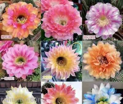 养仙人球的都在偷偷卷花!20种“仙女花”美到犯规,谁看了不迷糊 - 今日头条 养仙人球的都在偷偷卷花!20种“仙女花”美到犯规,谁看了不迷糊 - 图画吧TUHUABA