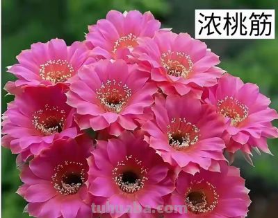 养仙人球的都在偷偷卷花!20种“仙女花”美到犯规,谁看了不迷糊 - 今日头条 养仙人球的都在偷偷卷花!20种“仙女花”美到犯规,谁看了不迷糊 - 图画吧TUHUABA