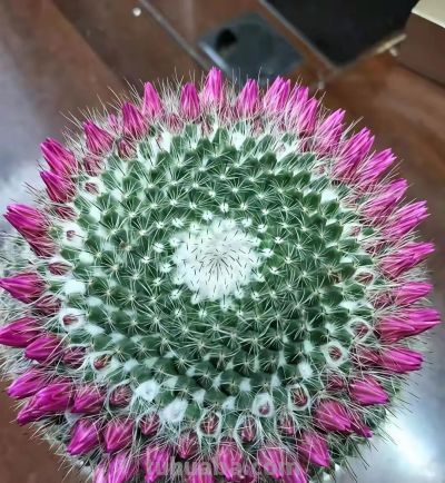 养仙人球的都在偷偷卷花!20种“仙女花”美到犯规,谁看了不迷糊 - 今日头条 养仙人球的都在偷偷卷花!20种“仙女花”美到犯规,谁看了不迷糊 - 图画吧TUHUABA