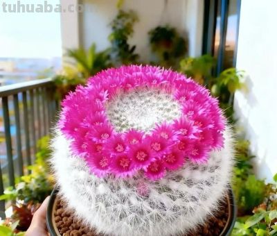 养仙人球的都在偷偷卷花!20种“仙女花”美到犯规,谁看了不迷糊 - 今日头条 养仙人球的都在偷偷卷花!20种“仙女花”美到犯规,谁看了不迷糊 - 图画吧TUHUABA