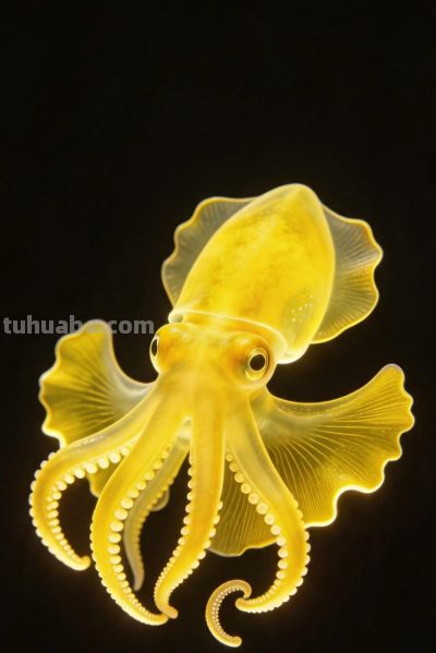 海里生物 | 壁纸 - 今日头条 海里生物 | 壁纸 - 图画吧TUHUABA