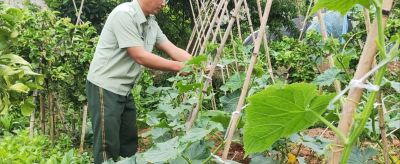 小满将至！家庭种菜就这样做，管理加种植整夏都有新鲜蔬菜 - 图画吧TUHUABA
