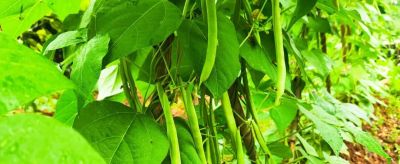 小满将至！家庭种菜就这样做，管理加种植整夏都有新鲜蔬菜 - 图画吧TUHUABA