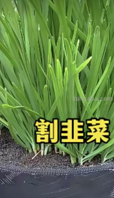 韭菜种一次割十年！家庭懒人种植技巧，一茬更比一茬旺 - 今日头条