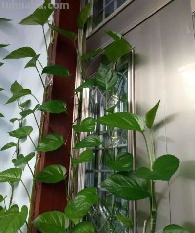 家里随手做酸水养绿萝,每周少量浇灌,叶片常年浓绿少黄叶 - 今日头条 家里随手做酸水养绿萝,每周少量浇灌,叶片常年浓绿少黄叶 - 图画吧TUHUABA