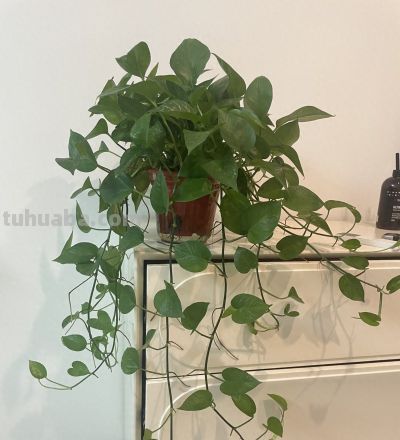 绿萝怎么养才爆盆？别再只浇水了！坚持做好这2点，叶子绿得发亮 - 今日头条