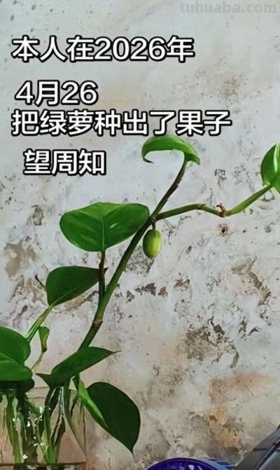 喜大普奔！网友把绿萝种出果子，打开评论区都是没见过的花朵种子 - 今日头条