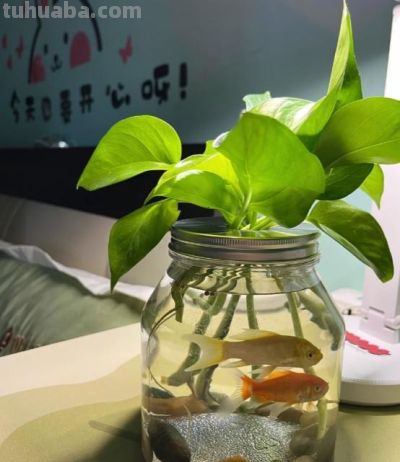 四川一老奶奶,因“鱼缸养绿萝”而走红,网友:太治愈了,羡慕! - 今日头条 四川一老奶奶,因“鱼缸养绿萝”而走红,网友:太治愈了,羡慕! - 图画吧TUHUABA