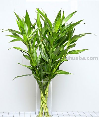 难怪有钱人都养!5棵“招财树”,越养越有钱,家宅兴旺日子富! - 今日头条 难怪有钱人都养!5棵“招财树”,越养越有钱,家宅兴旺日子富! - 图画吧TUHUABA