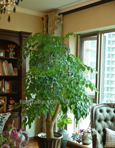 难怪有钱人都养!5棵“招财树”,越养越有钱,家宅兴旺日子富! - 今日头条 难怪有钱人都养!5棵“招财树”,越养越有钱,家宅兴旺日子富! - 图画吧TUHUABA