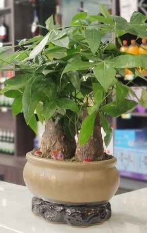 发财树摆对位置更旺财,浇对水,全年油绿不黄叶+养护避坑全攻略 - 今日头条 发财树摆对位置更旺财,浇对水,全年油绿不黄叶+养护避坑全攻略 - 图画吧TUHUABA
