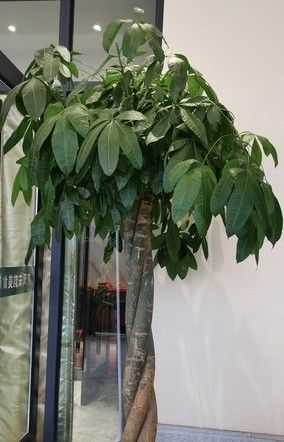 发财树摆对位置更旺财,浇对水,全年油绿不黄叶+养护避坑全攻略 - 今日头条 发财树摆对位置更旺财,浇对水,全年油绿不黄叶+养护避坑全攻略 - 图画吧TUHUABA