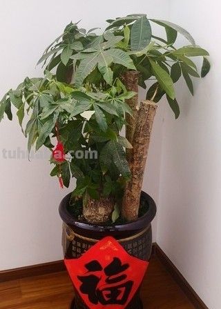 发财树摆对位置更旺财,浇对水,全年油绿不黄叶+养护避坑全攻略 - 今日头条 发财树摆对位置更旺财,浇对水,全年油绿不黄叶+养护避坑全攻略 - 图画吧TUHUABA
