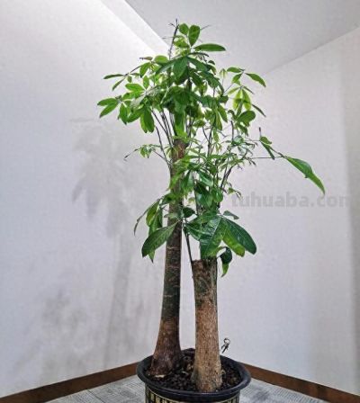 春天发财树僵苗?别扔!4步急救,7天冒新芽、叶子油亮 - 今日头条 春天发财树僵苗?别扔!4步急救,7天冒新芽、叶子油亮 - 图画吧TUHUABA