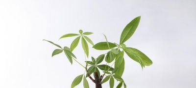 春天发财树僵苗?别扔!4步急救,7天冒新芽、叶子油亮 - 今日头条 春天发财树僵苗?别扔!4步急救,7天冒新芽、叶子油亮 - 图画吧TUHUABA