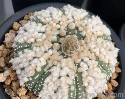 星兜仙人球，同样都是星兜，为什么有的几百块，有的几块钱？ - 今日头条