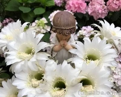 养仙人球，草球最划算，黄土就能种，好养护，开花很漂亮! - 今日头条