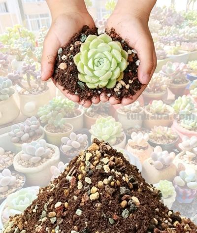 多肉、仙人掌配土加河沙，不止沥水透气！隐藏作用90%花友不知道 - 图画吧TUHUABA