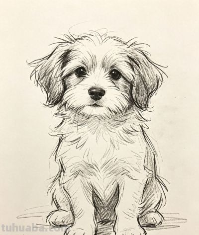 软萌小狗 用铅笔定格它的温柔瞬间丨Jasper速写风狗狗插画分享 - 今日头条