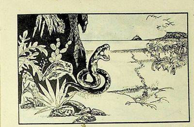 小海龟游大海-湖南美术出版社1981 王琼 胡抗 绘 - 图画吧TUHUABA