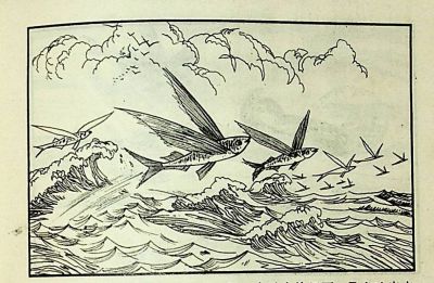 小海龟游大海-湖南美术出版社1981 王琼 胡抗 绘 - 图画吧TUHUABA