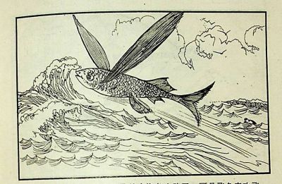 小海龟游大海-湖南美术出版社1981 王琼 胡抗 绘 - 图画吧TUHUABA