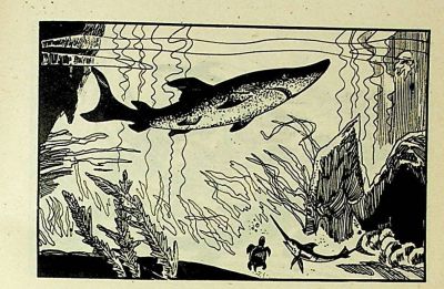 小海龟游大海-湖南美术出版社1981 王琼 胡抗 绘 - 图画吧TUHUABA