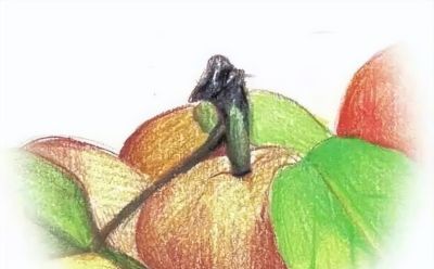 彩铅水果教程 | 黄杏的画法步骤图,彩铅画入门水果 - 今日头条 彩铅水果教程 | 黄杏的画法步骤图,彩铅画入门水果 - 图画吧TUHUABA