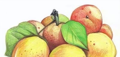 彩铅水果教程 | 黄杏的画法步骤图,彩铅画入门水果 - 今日头条 彩铅水果教程 | 黄杏的画法步骤图,彩铅画入门水果 - 图画吧TUHUABA