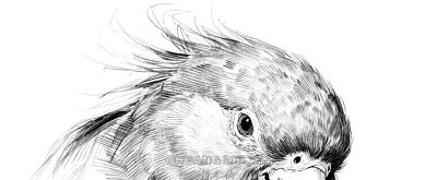 素描集丨万物皆可描绘 - 图画吧TUHUABA