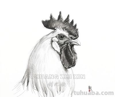 素描集丨万物皆可描绘 - 图画吧TUHUABA