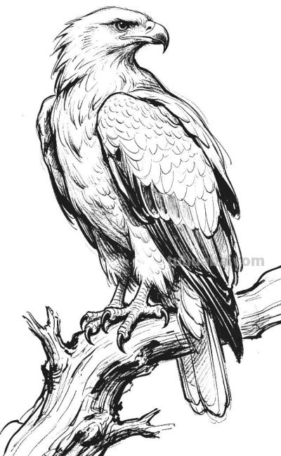 素描集丨万物皆可描绘 - 图画吧TUHUABA