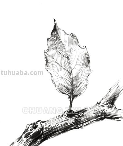素描集丨万物皆可描绘 - 图画吧TUHUABA