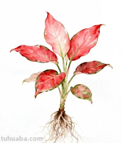 水彩画｜吉利红 - 图画吧TUHUABA