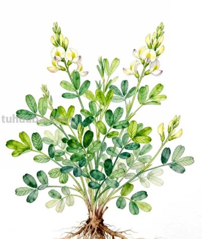 水彩画｜金雀花 - 图画吧TUHUABA