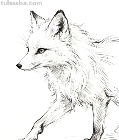 素描集丨兽影纵横，灵韵天成 - 图画吧TUHUABA