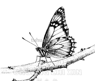 素描集丨兽影纵横，灵韵天成 - 图画吧TUHUABA