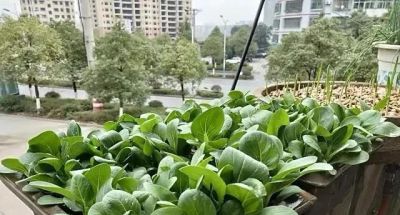 家里有空地就种这10种菜，疯长不停吃到腻 - 图画吧TUHUABA