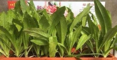 家里有空地就种这10种菜，疯长不停吃到腻 - 图画吧TUHUABA