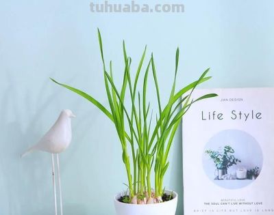 家里有空地就种这10种菜，疯长不停吃到腻 - 图画吧TUHUABA