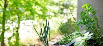 家里有空地就种这10种菜，疯长不停吃到腻 - 图画吧TUHUABA