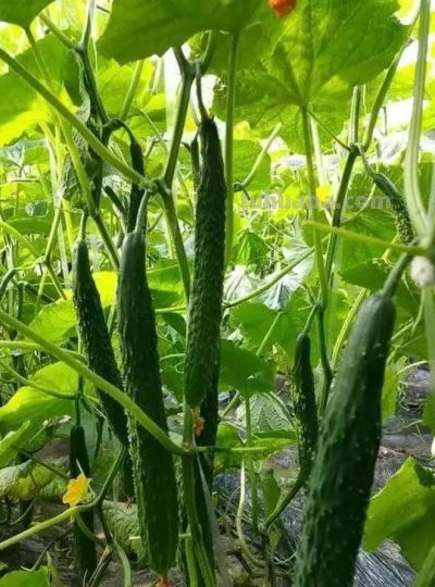 暮春种地黄金期，十种家常蔬菜适时栽种，夏日居家鲜菜自给自足 - 图画吧TUHUABA
