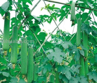 暮春种地黄金期，十种家常蔬菜适时栽种，夏日居家鲜菜自给自足 - 图画吧TUHUABA